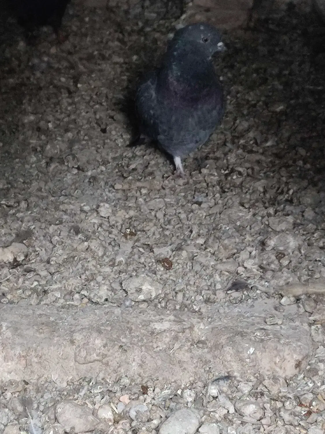 کبوتر پرشی|حیوانات|ایرانشهر, |دیوار