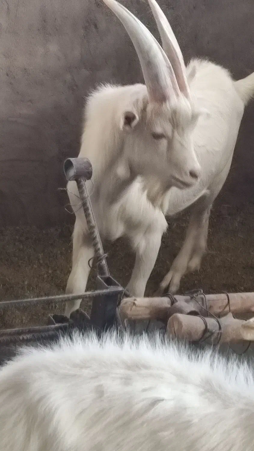 نربز سانن 9 ماهه|حیوانات مزرعه|بردسیر, |دیوار