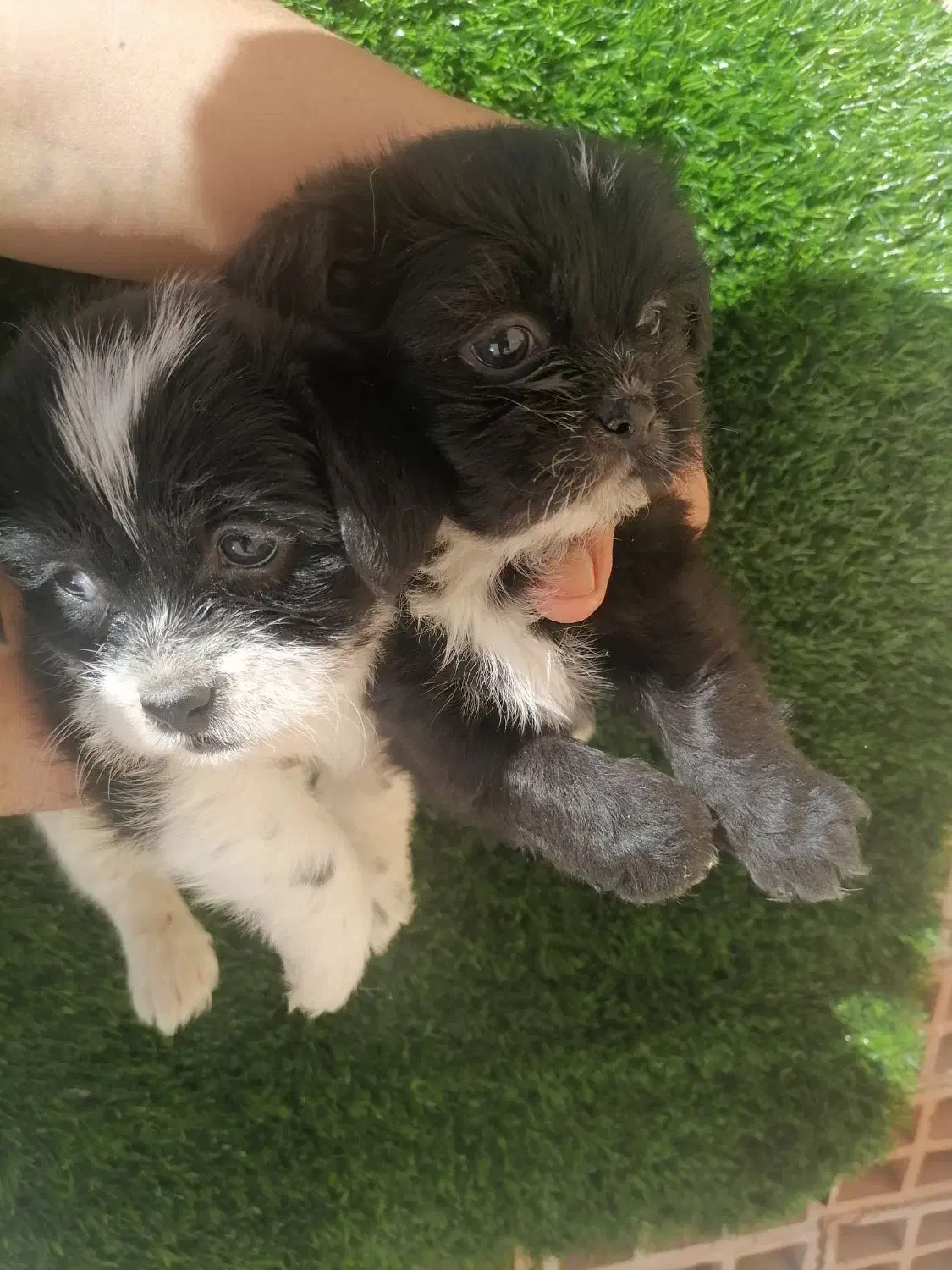 توله سایز ریز|سگ|کرمان, |دیوار