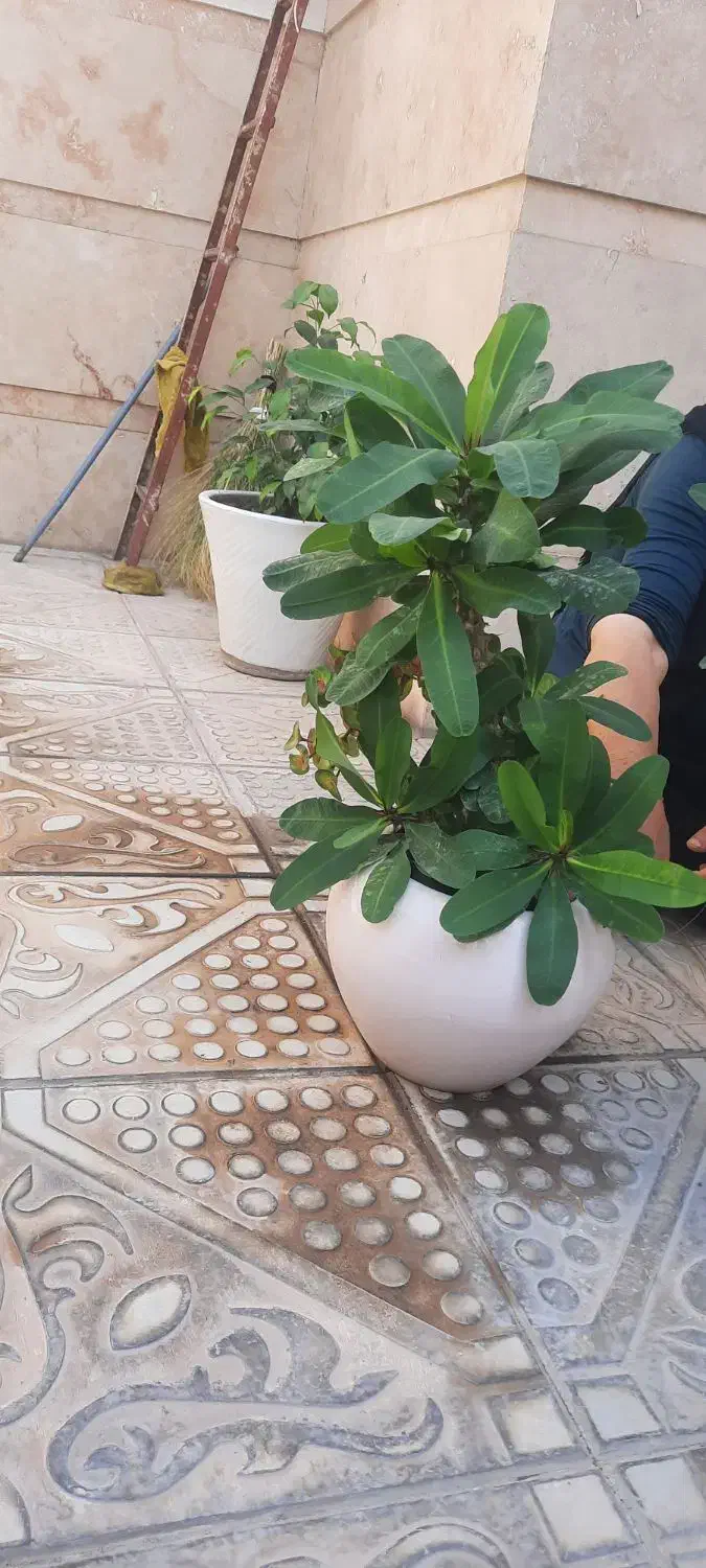 فروش ۴ عدد گل مرجان گل درشت|گل و گیاه طبیعی|بناب, |دیوار