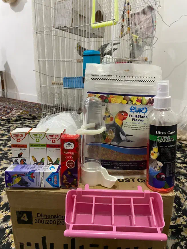 یک جفت عروس هلندی مولد-همراه با جوجه‌-لوازم تکمیل|پرنده|کلاچای, |دیوار