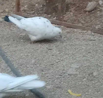 سه عدد کفتر فروشی|پرنده|دماوند, دماوند|دیوار