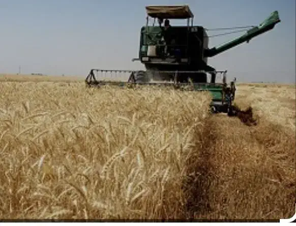 زمین کشاورزی|فروش دفتر صنعتی، کشاورزی، تجاری|روانسر, |دیوار