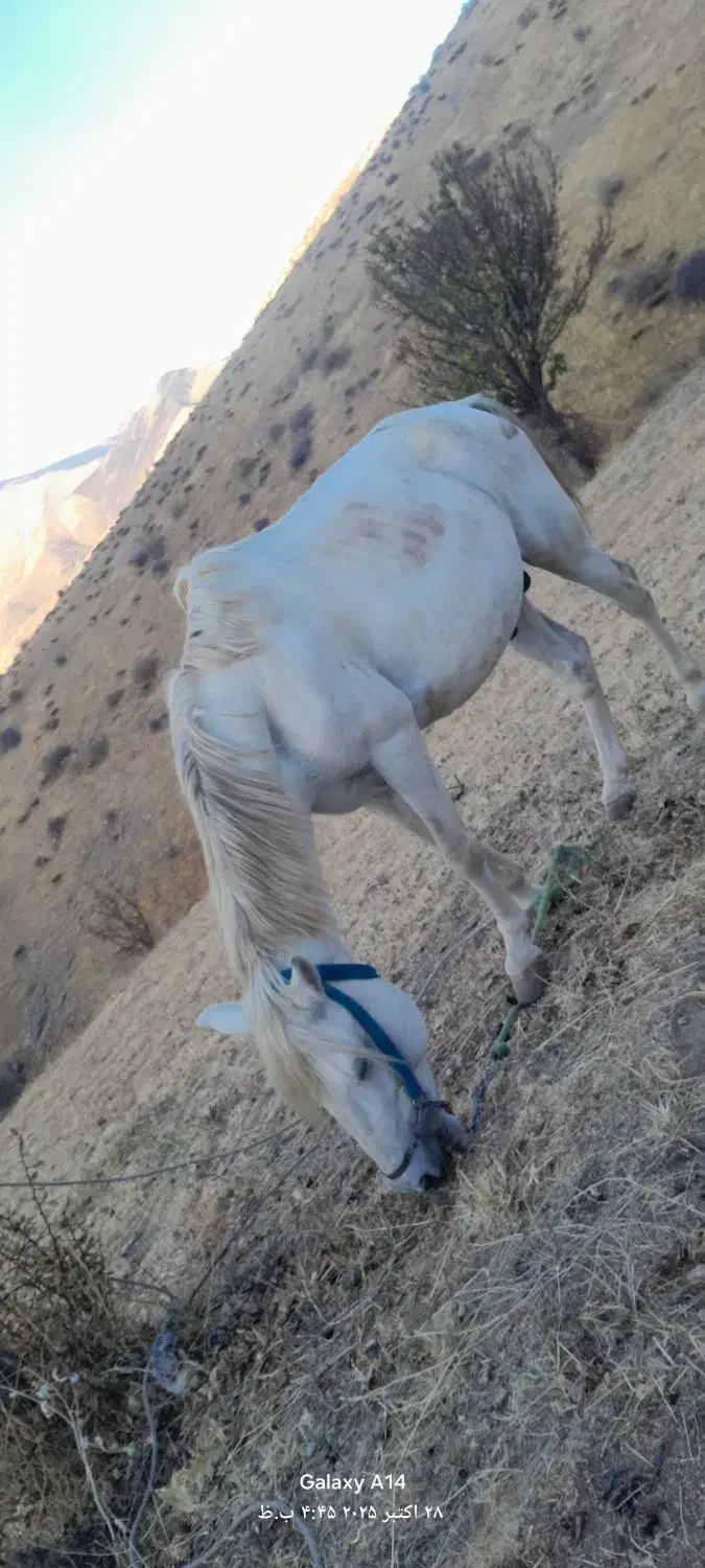 اسب باری|حیوانات مزرعه|ننور, |دیوار