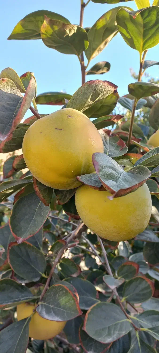 خدمات باغبانی|خدمات باغبانی و درختکاری|ارومیه, |دیوار