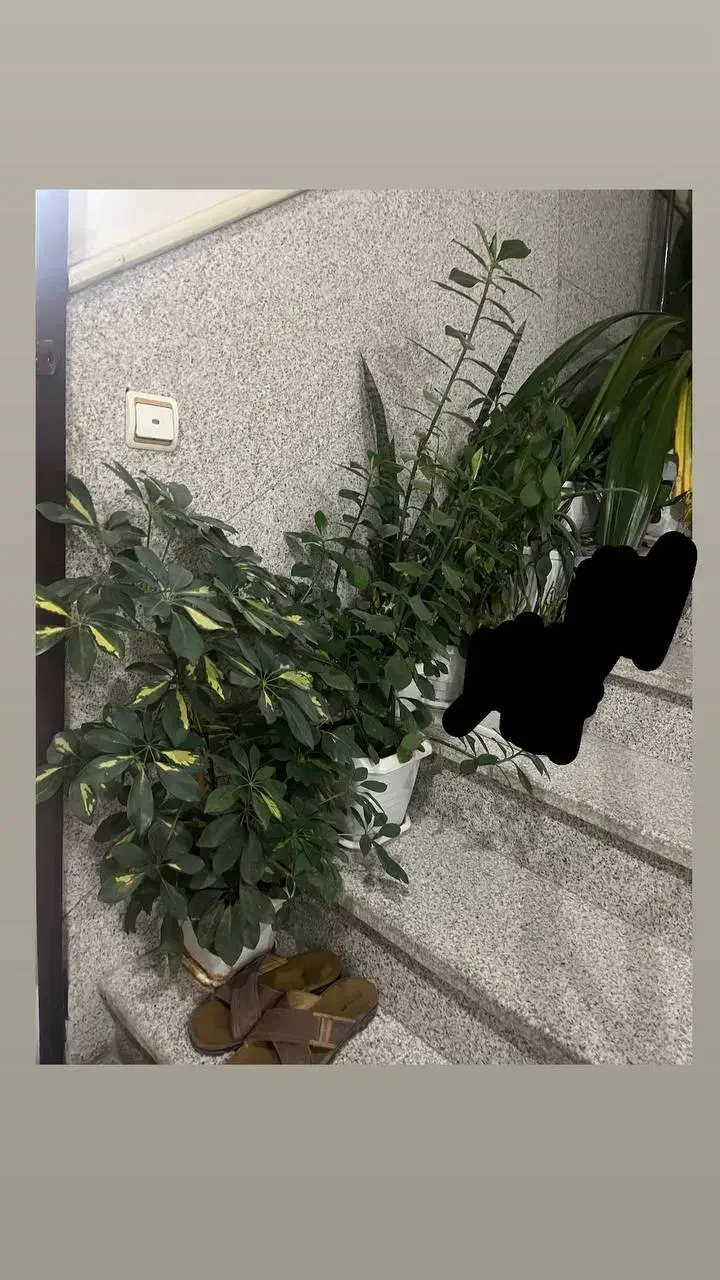 گل های طبیعی و سالم|گل و گیاه طبیعی|اراک, |دیوار