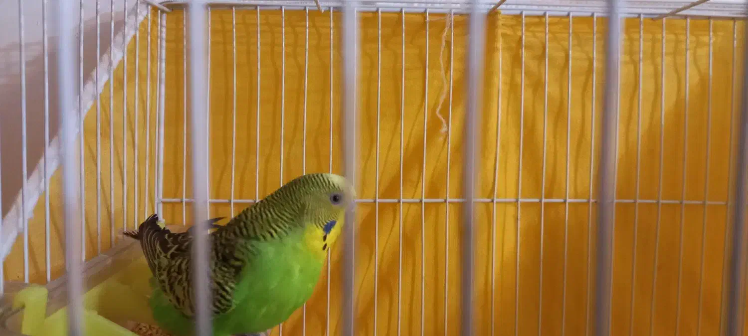 دو عدد مرغ عشق نر سالم با قفس|پرنده|مشهد, هفت تیر (آب و برق)|دیوار