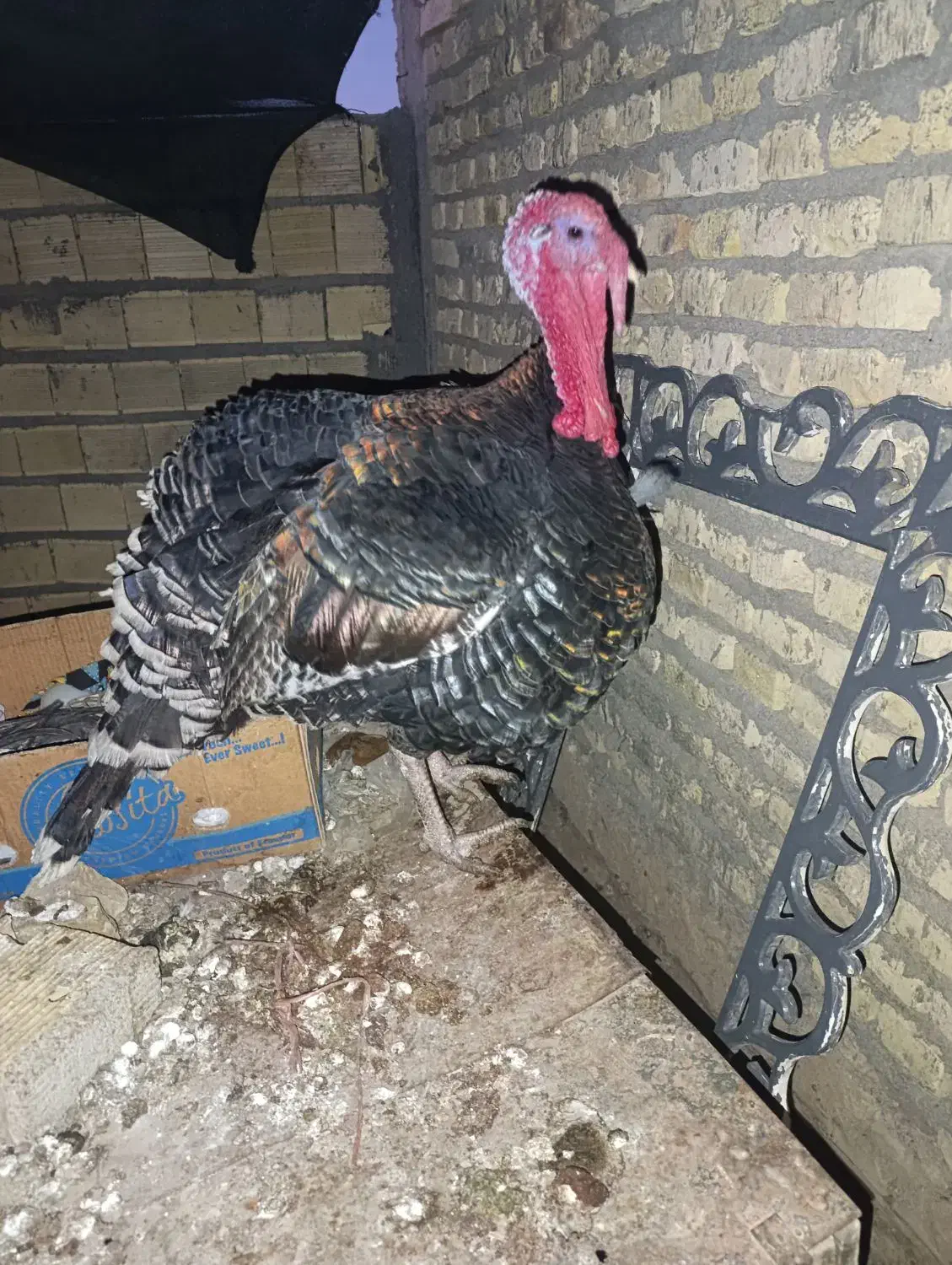 بوقلمون نر|حیوانات مزرعه|مهریز, |دیوار