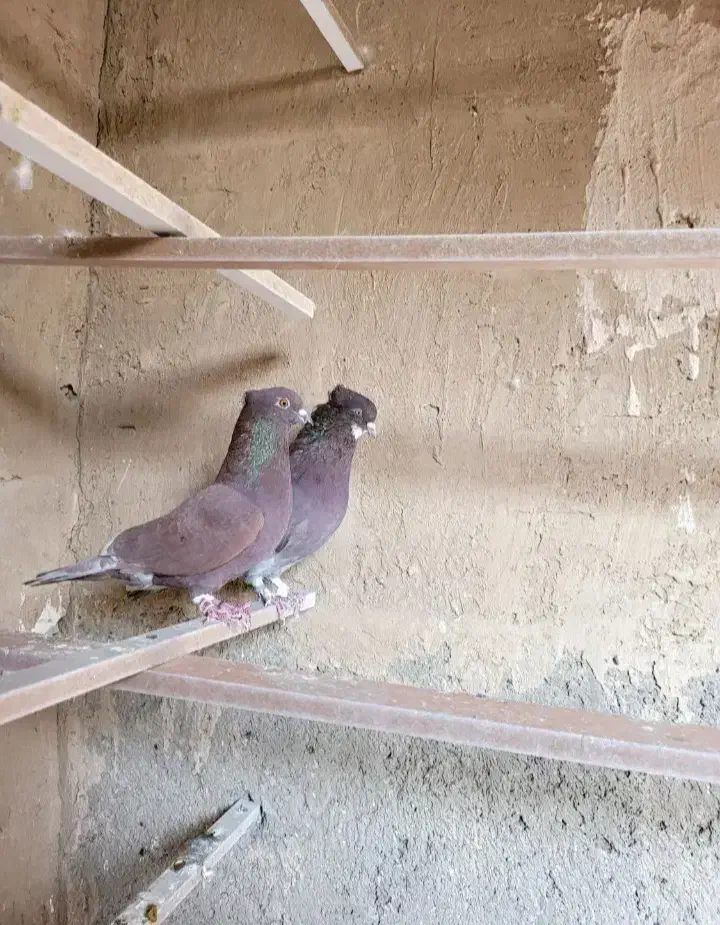 کفتر ساعت سنگین (بشرط) بصورت فروش یکجایی درخدمتم|پرنده|فردیس, سپید دشت|دیوار