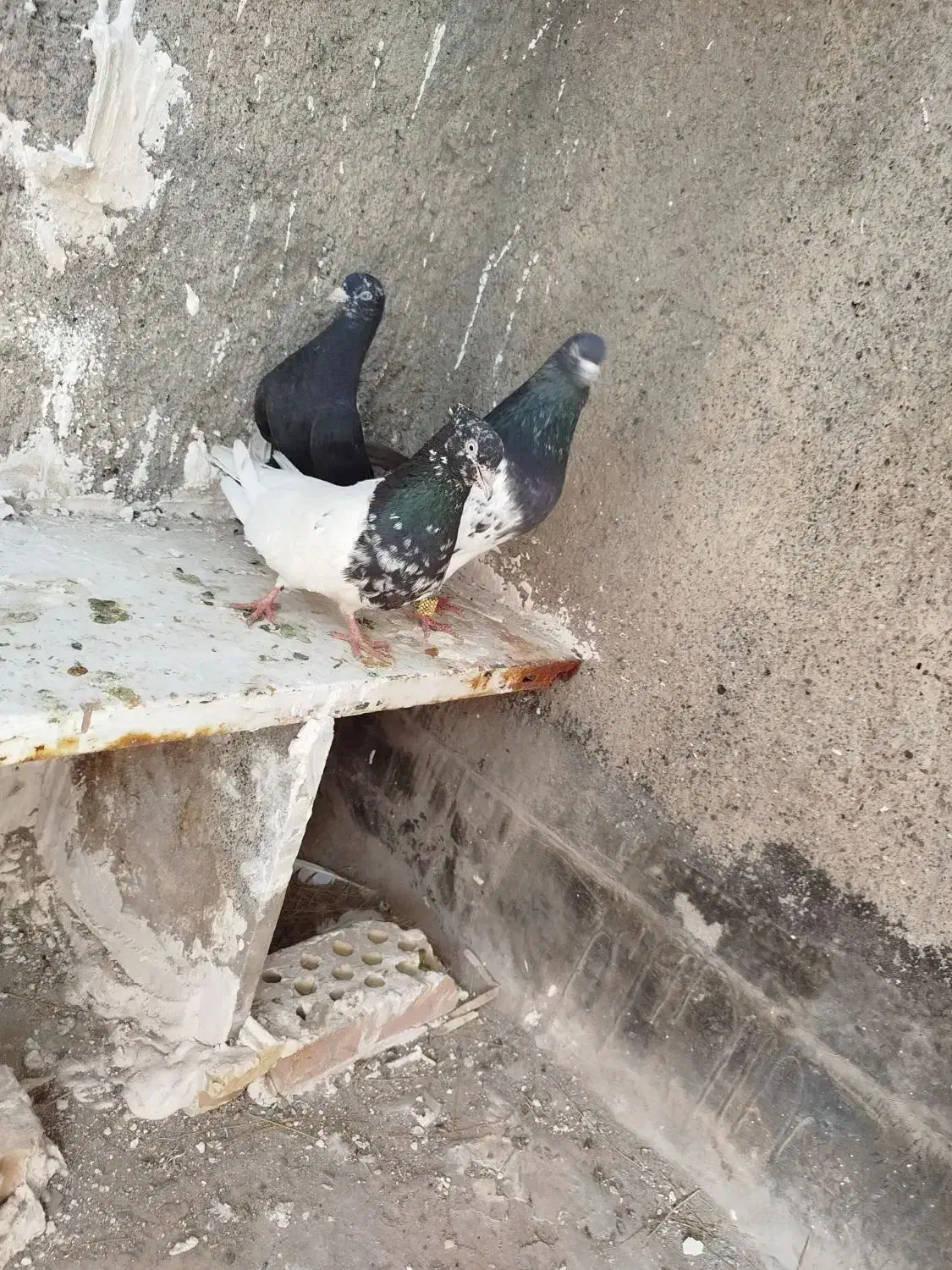 جفت کله سیاه فروشی|پرنده|مشهد, انقلاب|دیوار