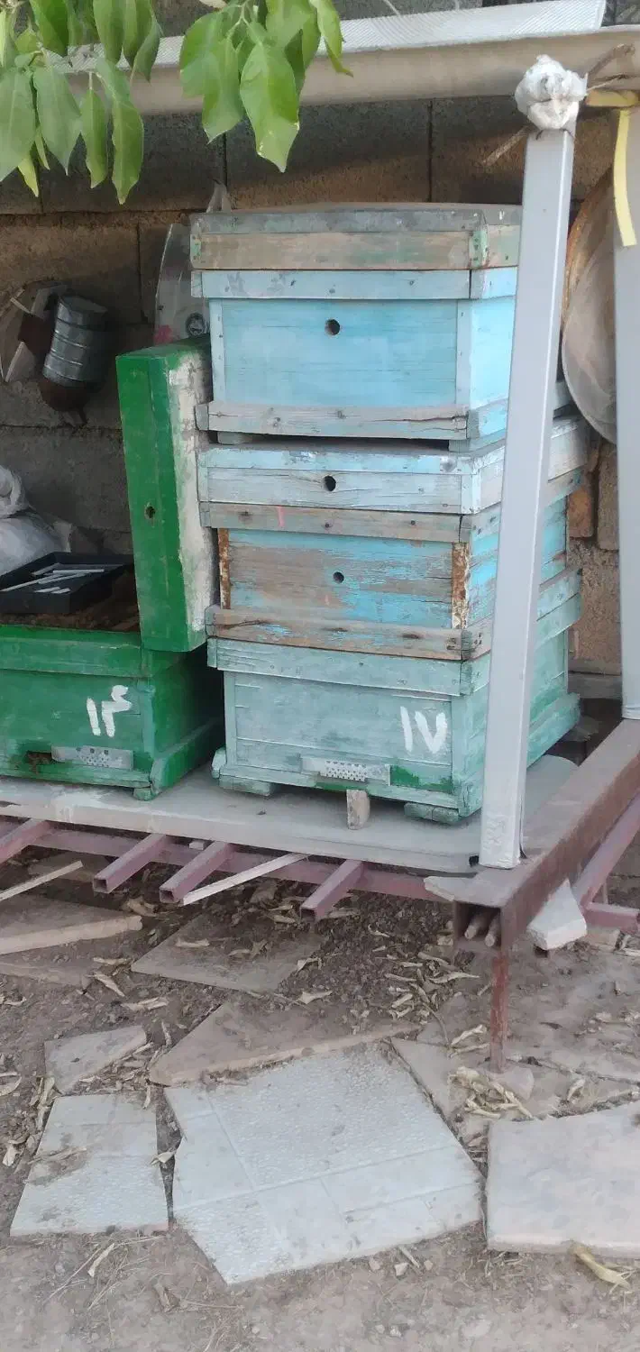 جعبه کندو|لوازم جانبی حیوانات|آبدانان, |دیوار