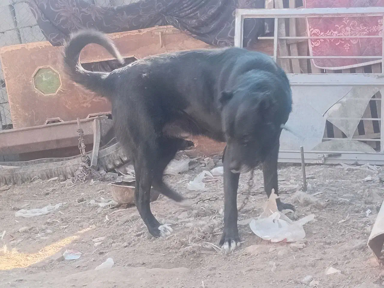 سگ سرابی نگهبان گارد چهارستون سالم|سگ|پاکدشت, پاکدشت (مامازند)|دیوار