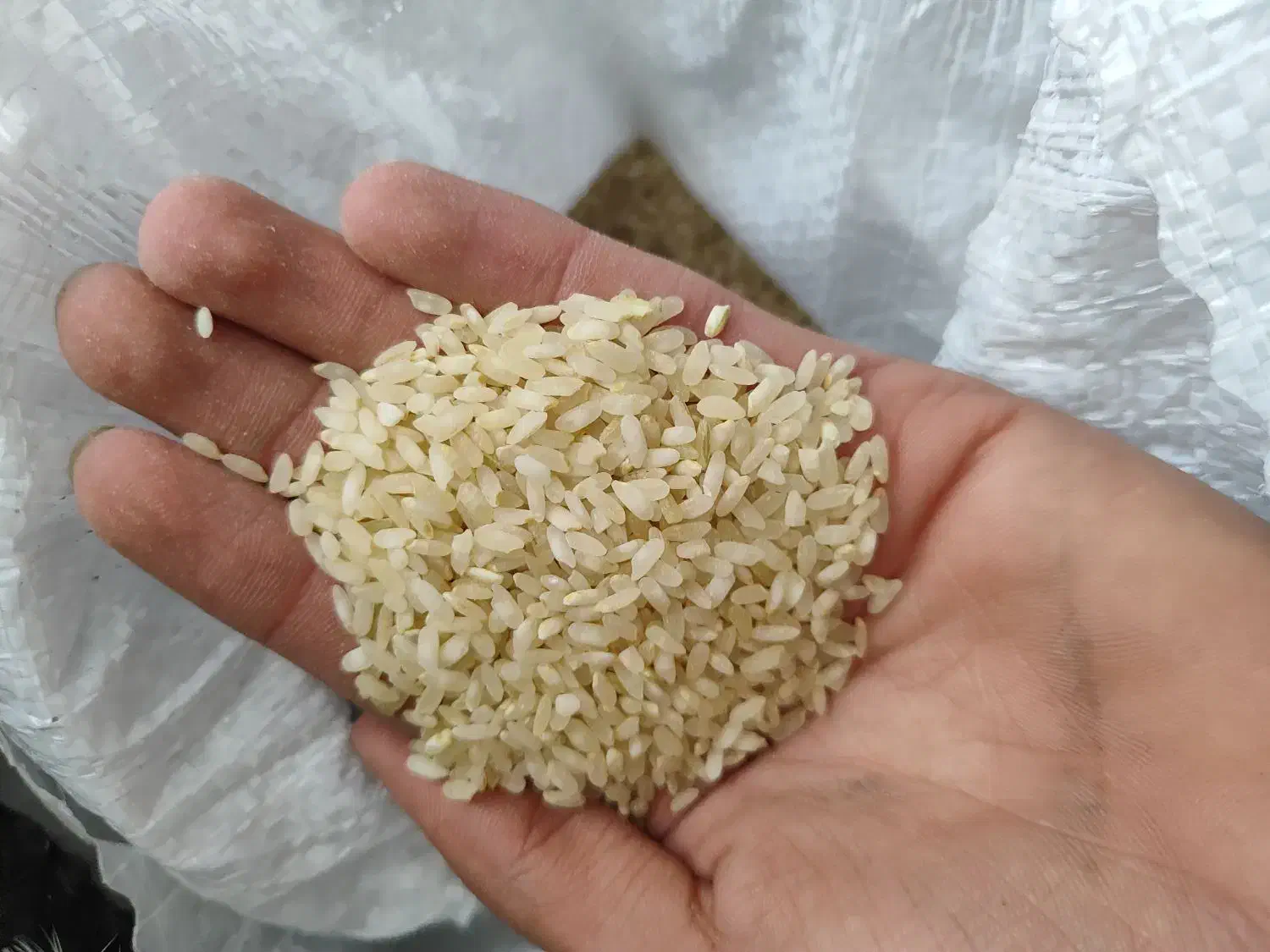 برنج کامفیروزی|خوردنی و آشامیدنی|مرودشت, فاز دوم شهرک فرهنگیان|دیوار