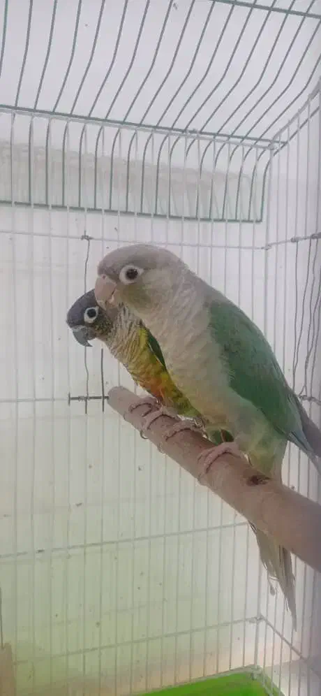 طوطی گرینچیک مولد|پرنده|کلاردشت, |دیوار