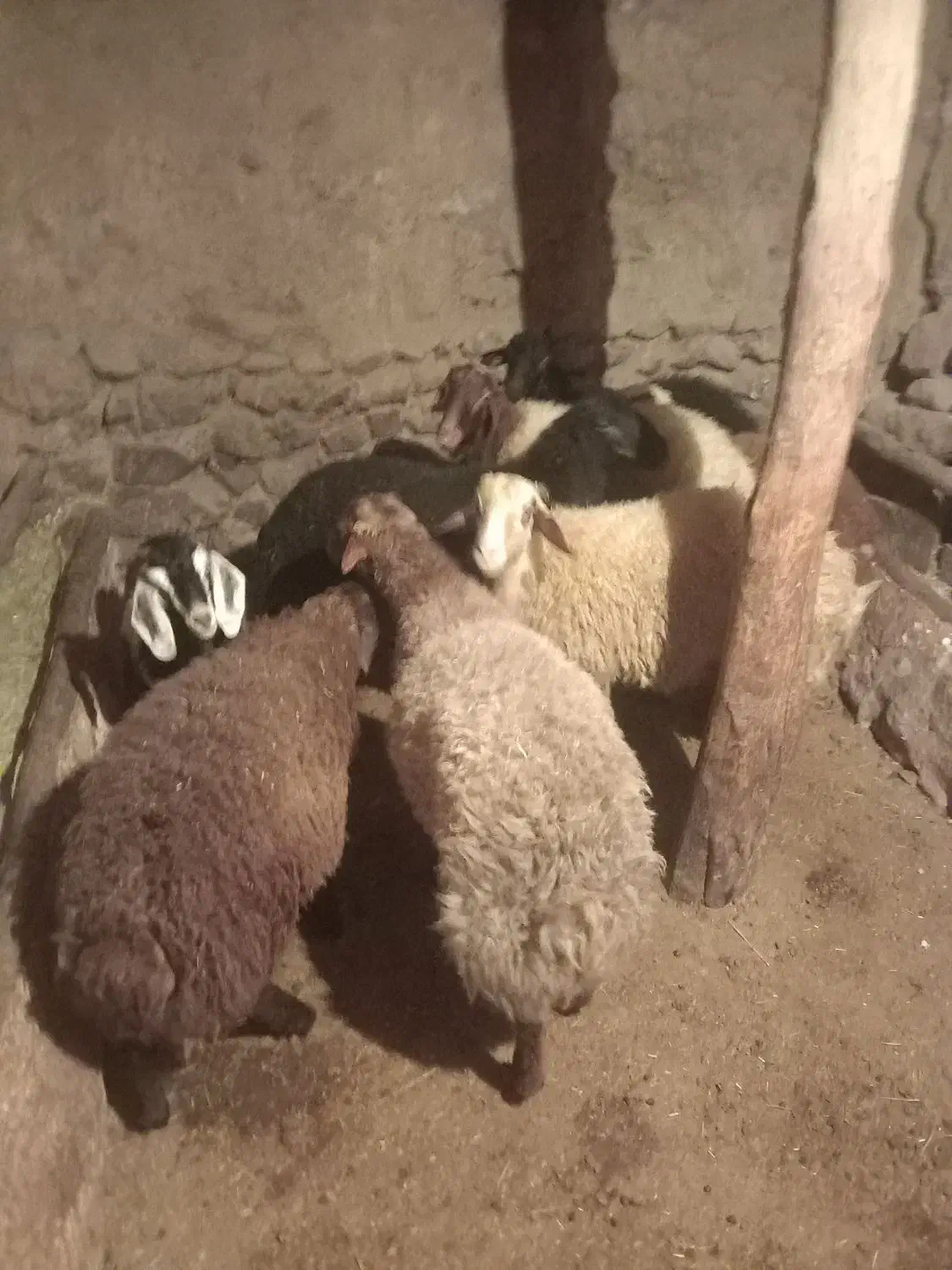 بره نر|حیوانات مزرعه|دهگلان, |دیوار