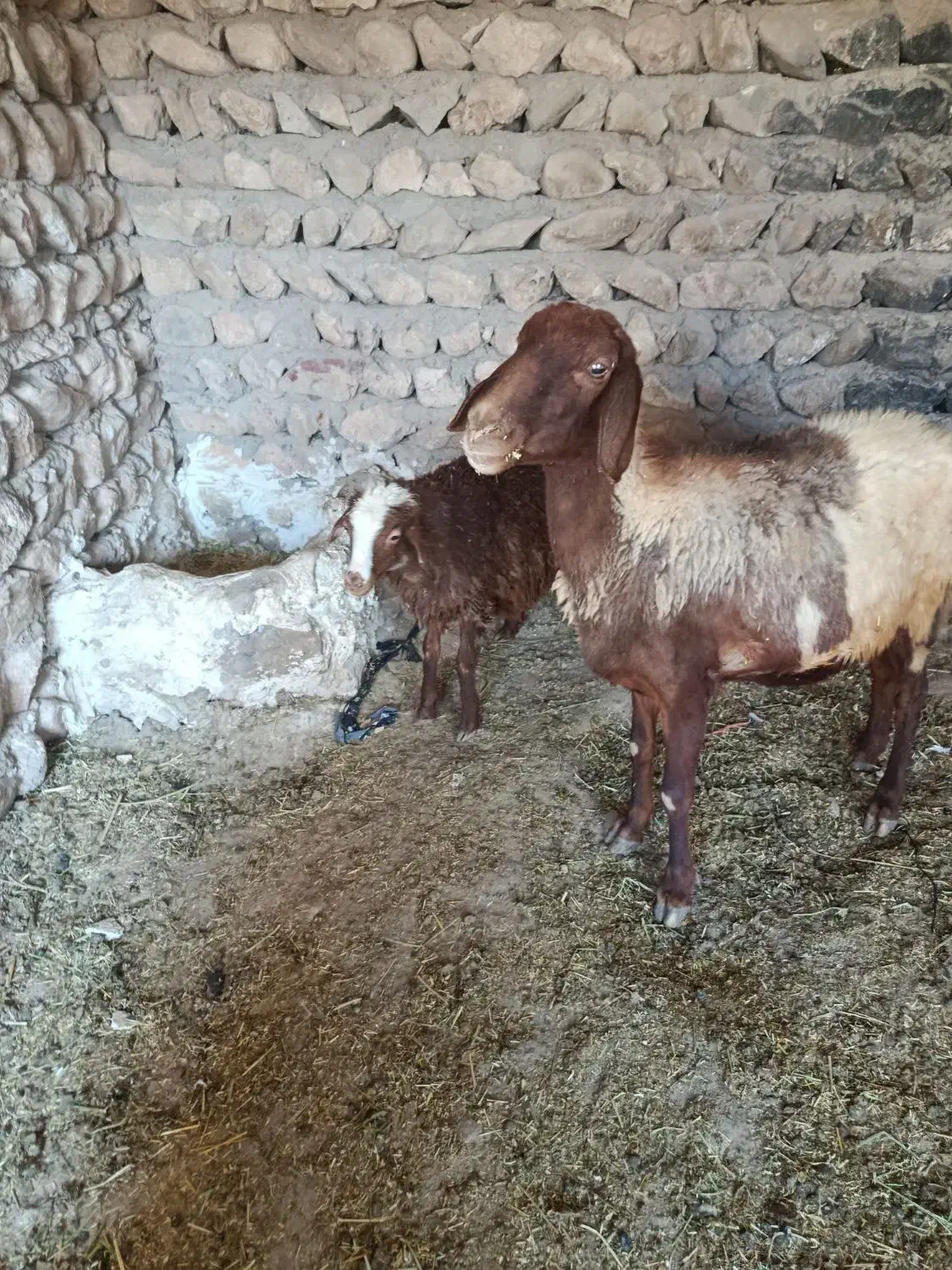 میش بره|حیوانات مزرعه|گوآور, |دیوار