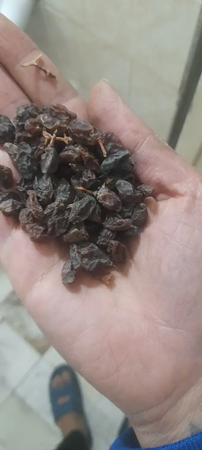 کشمش بی دانه|خوردنی و آشامیدنی|رباط‌کریم, منجیل آباد|دیوار