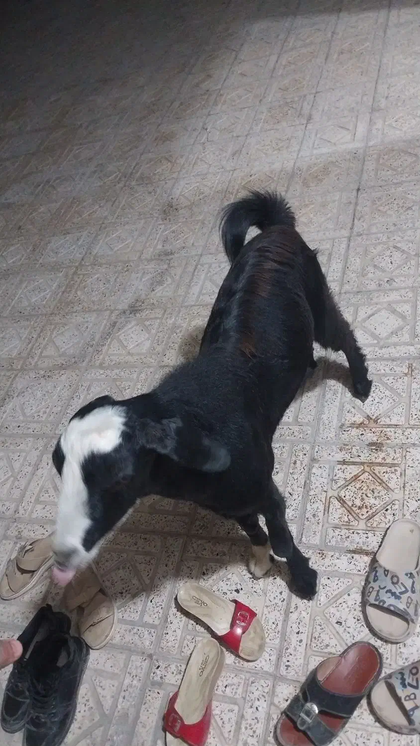 چپشت چاق|حیوانات مزرعه|میناب, |دیوار