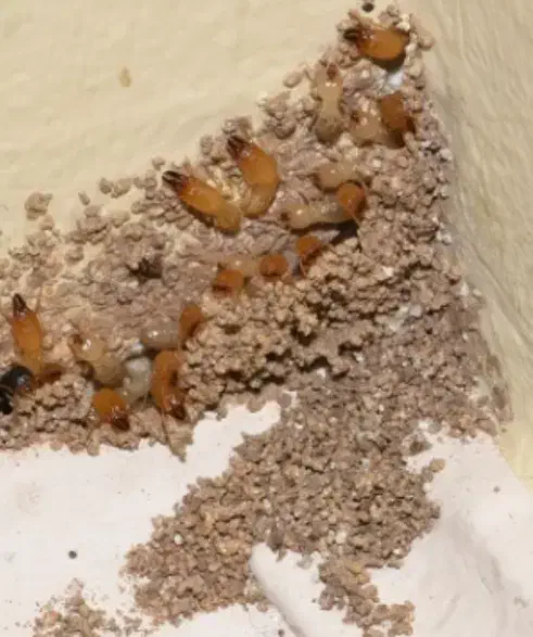 سم پاشی موریانه وسوسک با ضمانت نامه کتبی(حسنوند)|خدمات نظافت|خرمآباد, |دیوار