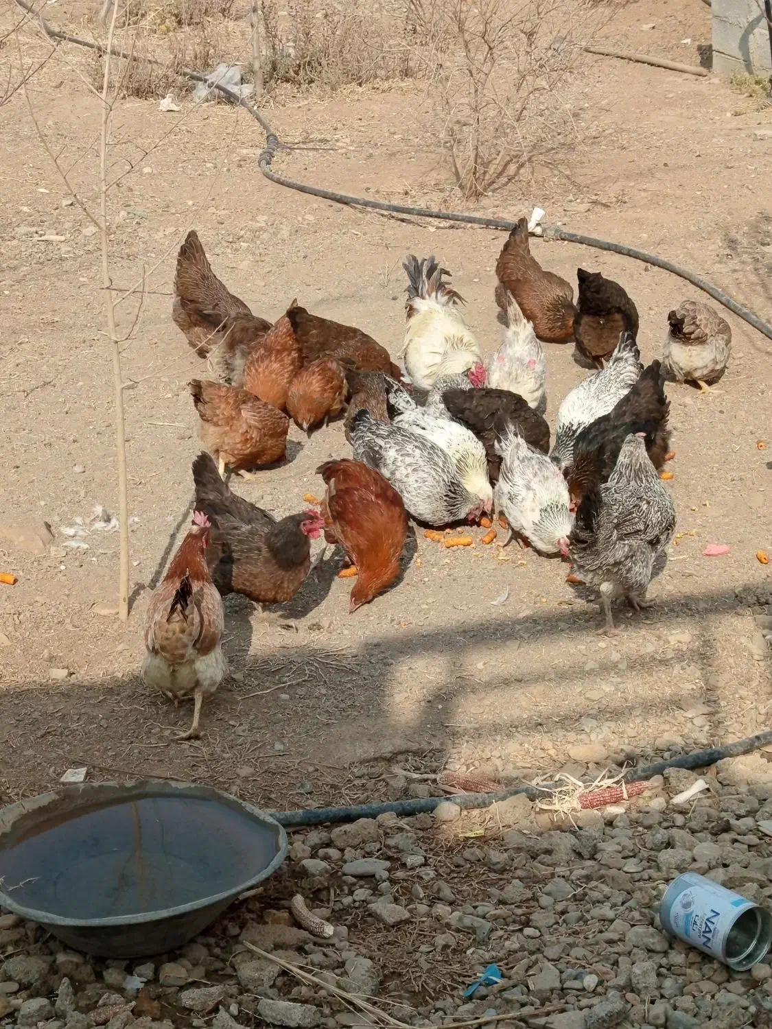 مرغ و خروس|حیوانات مزرعه|صحنه, |دیوار