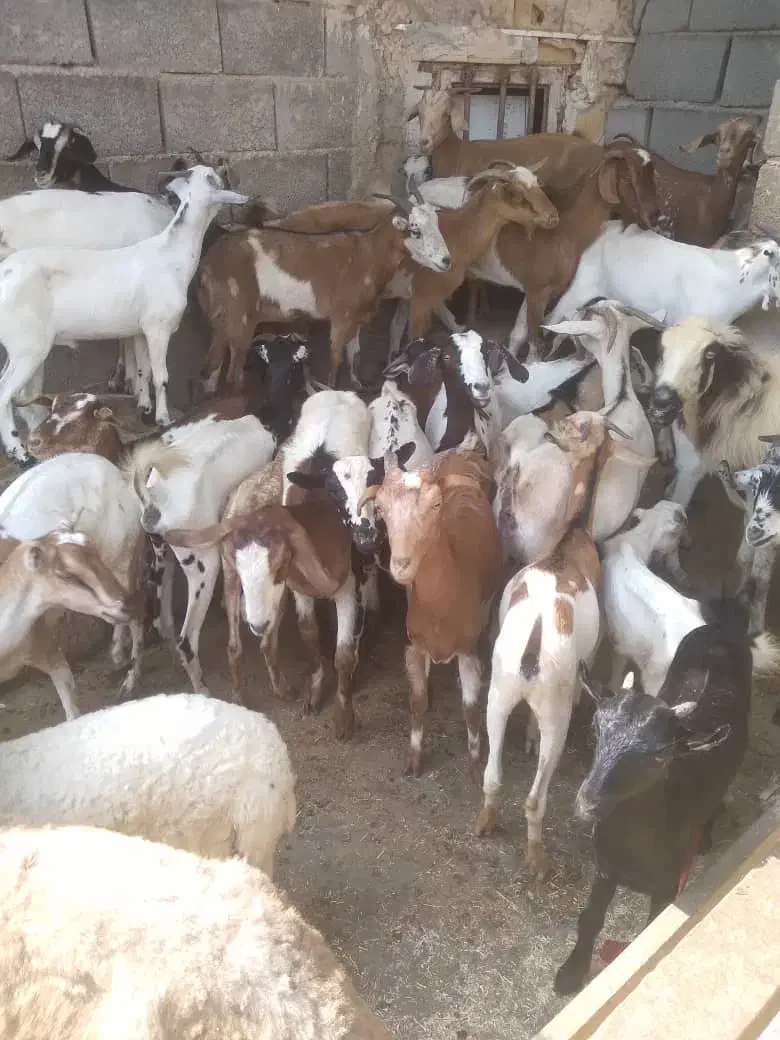 کهره نر و بز با قصابی خود بندرعباس|حیوانات مزرعه|بندرعباس, |دیوار