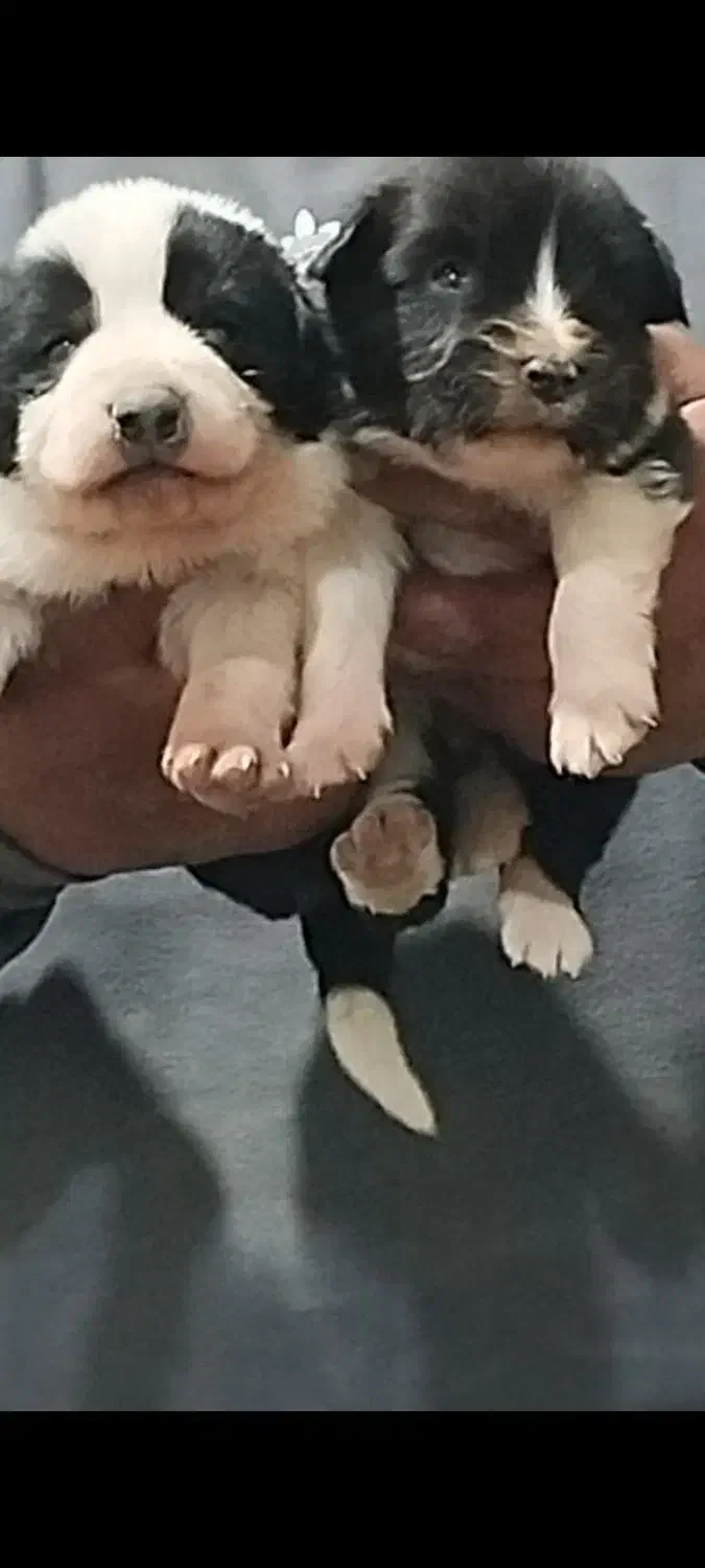 توله سرابی|سگ|اصفهان, رهنان|دیوار