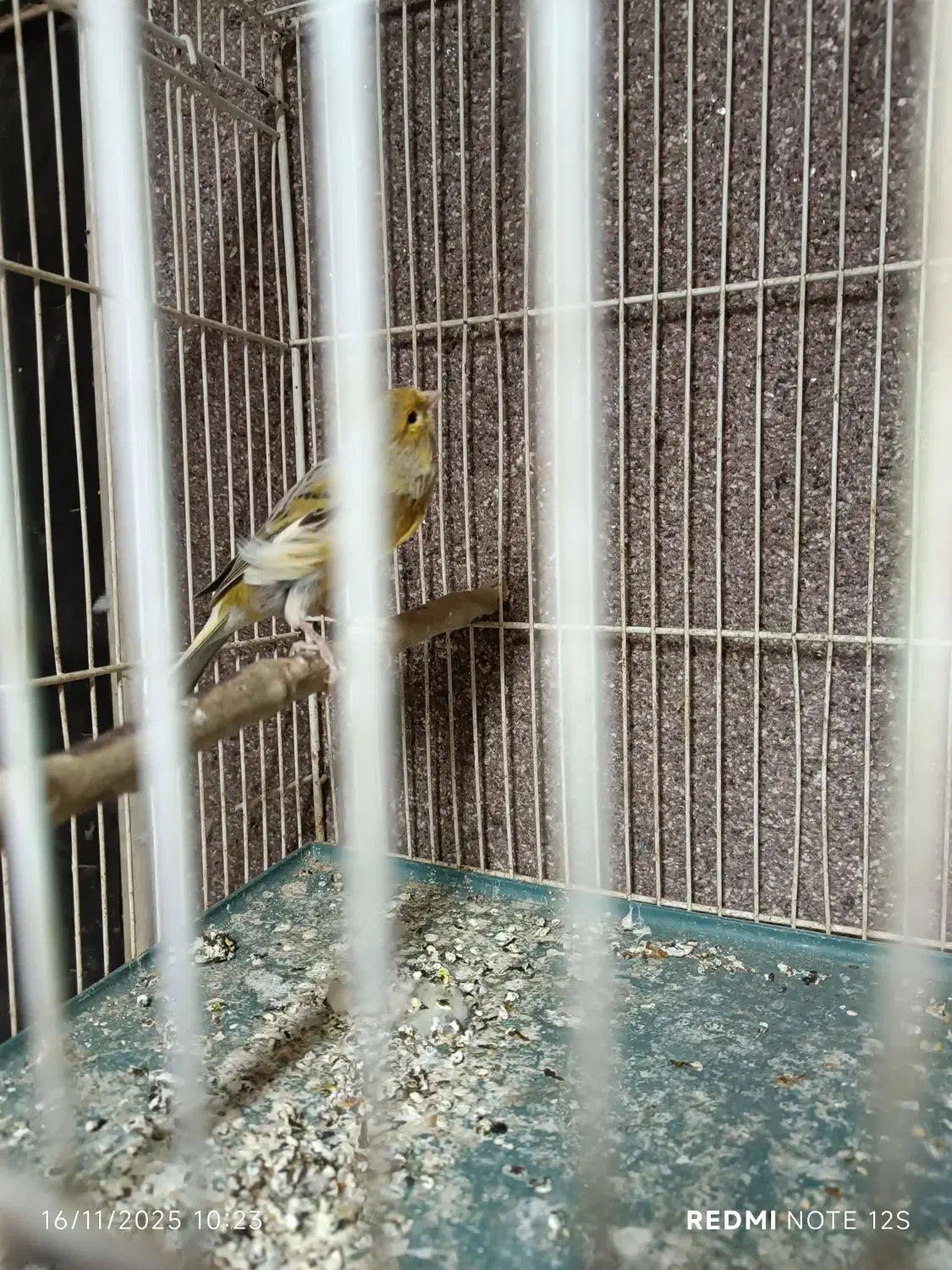 قناری نر اوپال زرد|پرنده|مشهد, رضاشهر|دیوار