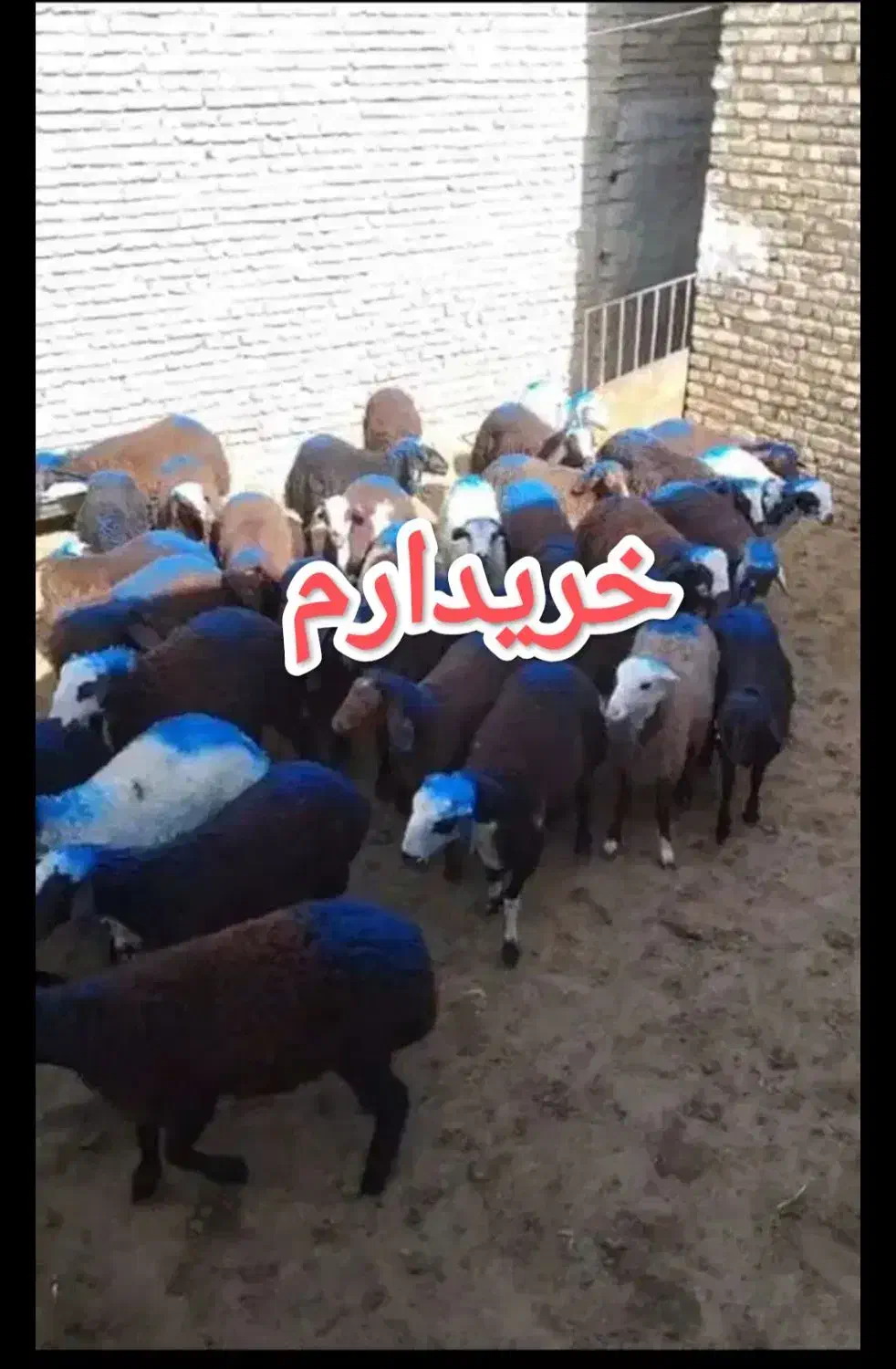 بره نر افشاری درجه 1|حیوانات مزرعه|مشهد, منزل آباد|دیوار