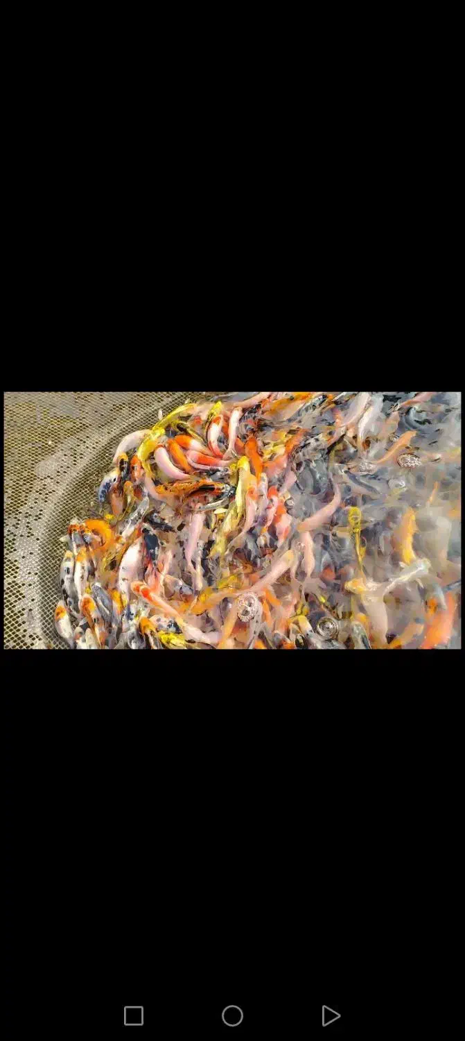 ماهی کوی آب سرد استخری و آبگرم آکواریومی|ماهی|نجف‌آباد, فاز ۲ شهرک آزادگان|دیوار