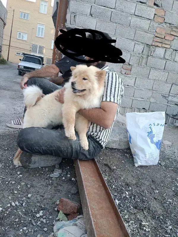 سگ چاو چاو|سگ|واجارگاه, |دیوار