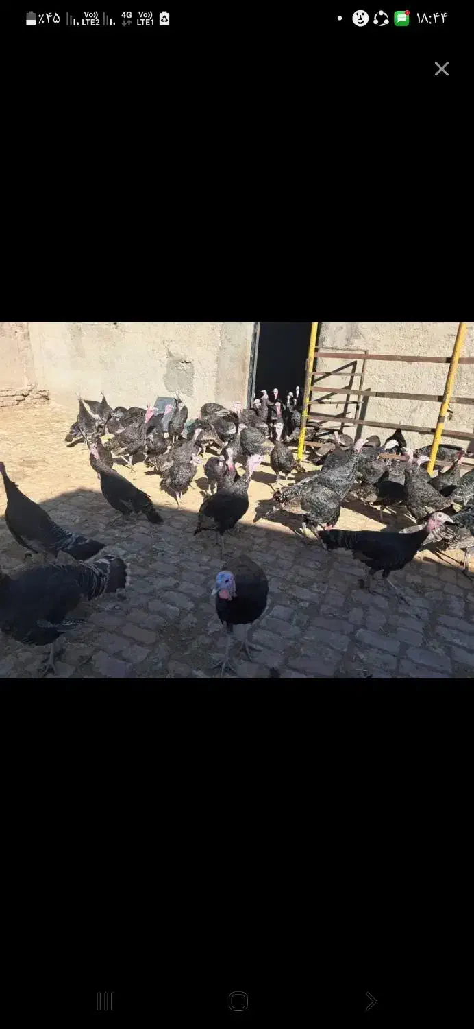 فروش مرغ و بوقلمون محلی به شرط|حیوانات مزرعه|اشتهارد, |دیوار