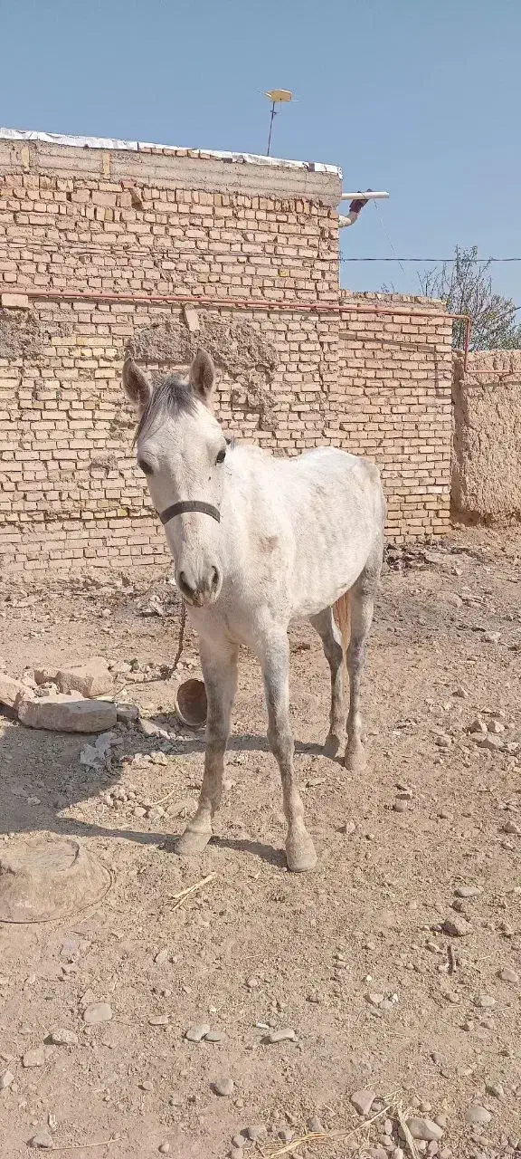 اسب مادیان جوان|اسب و تجهیزات اسبسواری|اسفراین, |دیوار