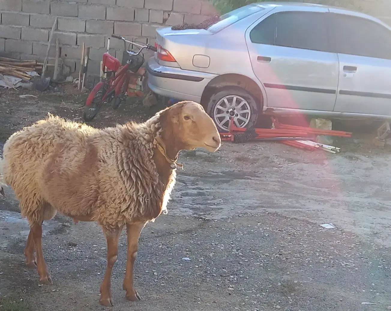 قوچ دوشیره وسه شیره|حیوانات مزرعه|کرمانشاه, |دیوار