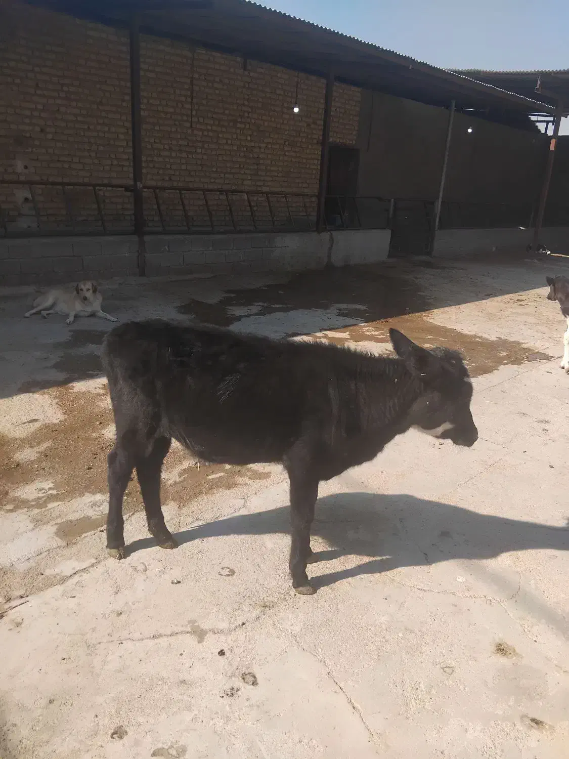 فروش گوساله ماده۱۲۰ کیلو|حیوانات مزرعه|شیراز, داریون|دیوار