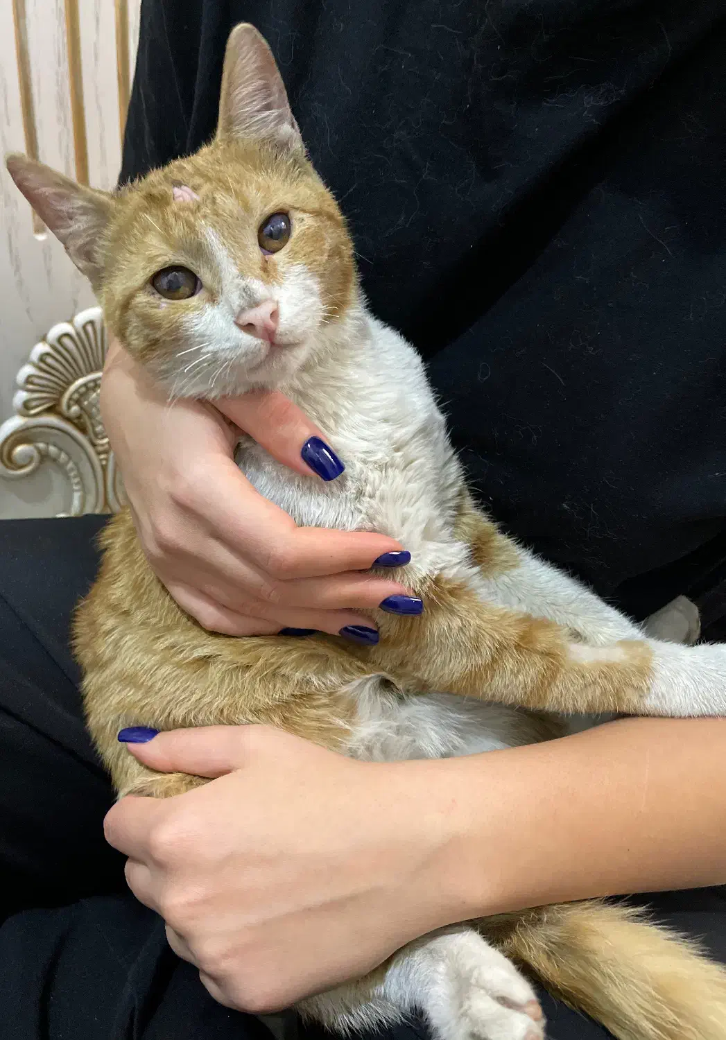 گربه پیدا شده|حیوانات|تهران, محمودیه|دیوار