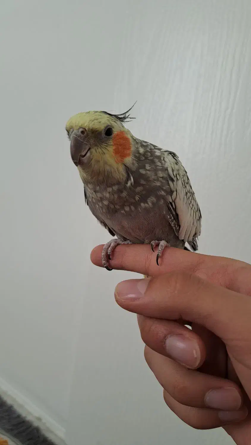 عروس هلندی طوطی|پرنده|باغستان, |دیوار