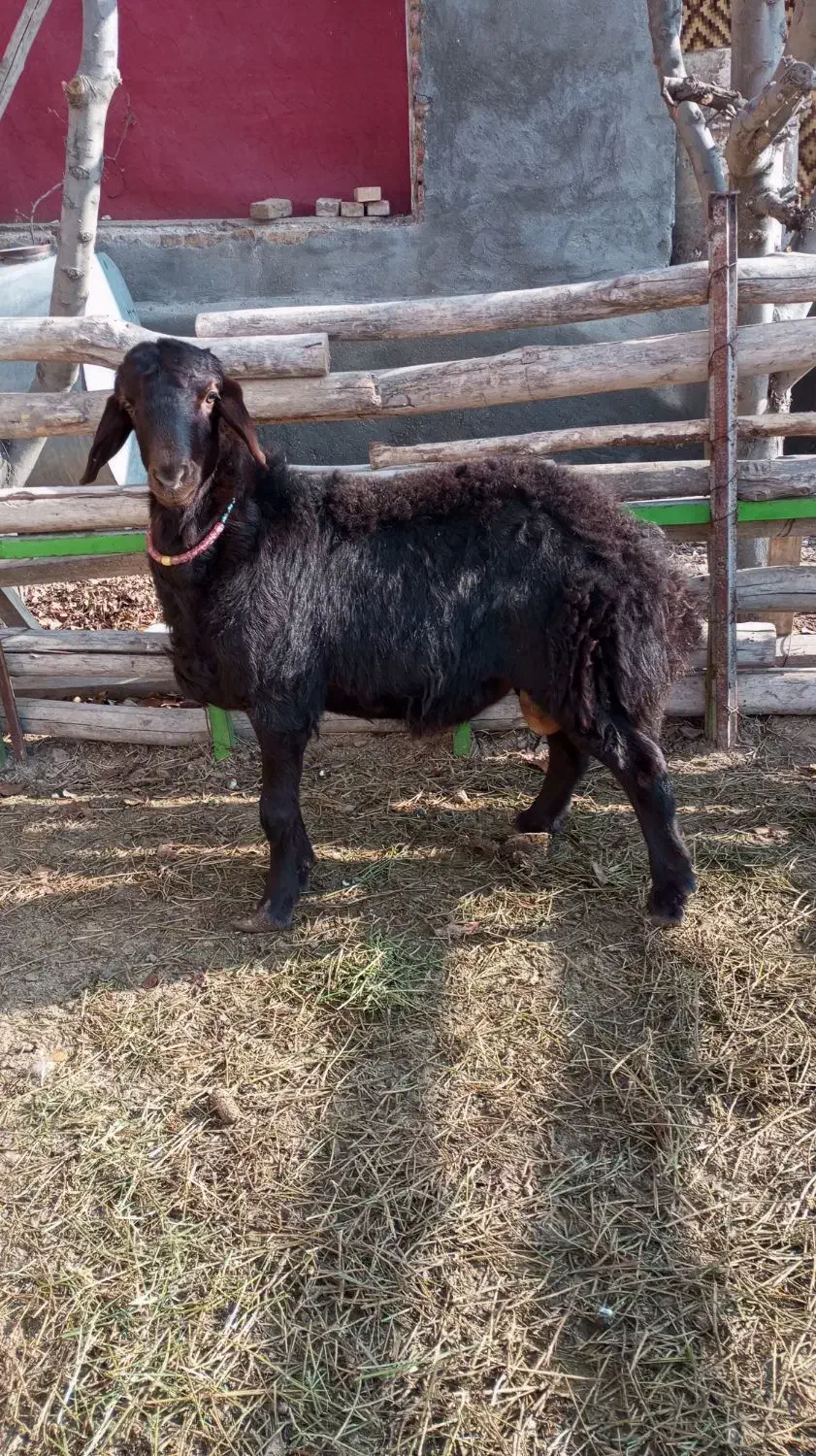 فروش بره نر|حیوانات مزرعه|فیروزآباد (آذربایجان), |دیوار