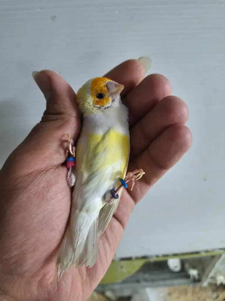 فنچ گلدین و کینگ و کوتوله مولد و سرلاکی و قناری|پرنده|اصفهان, دوطفلان|دیوار