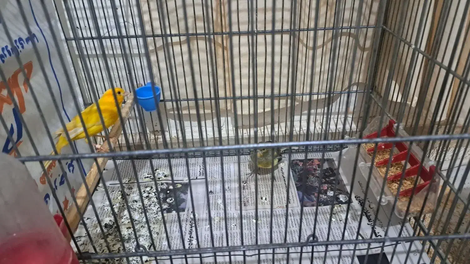 جفت قناری سوپری|پرنده|قدس, شهرقدس|دیوار