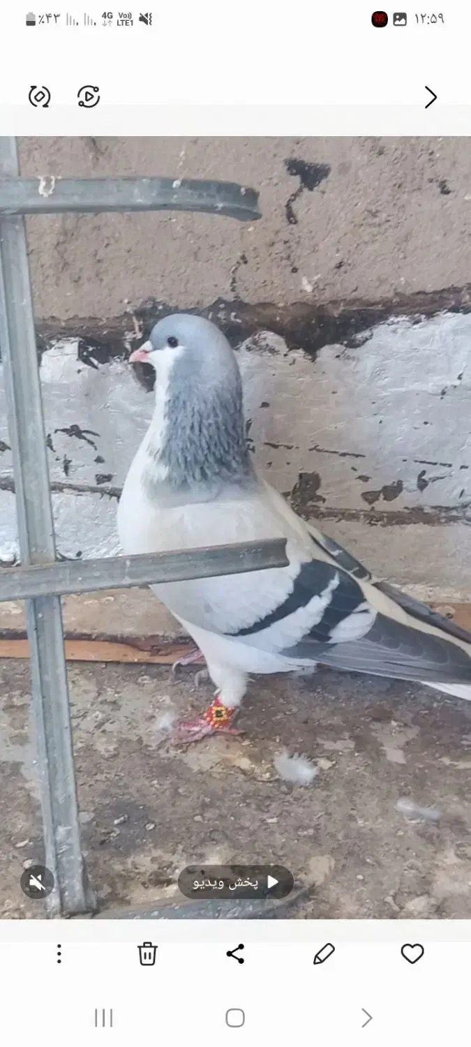 بدرنگ نر|پرنده|اقبالیه, |دیوار