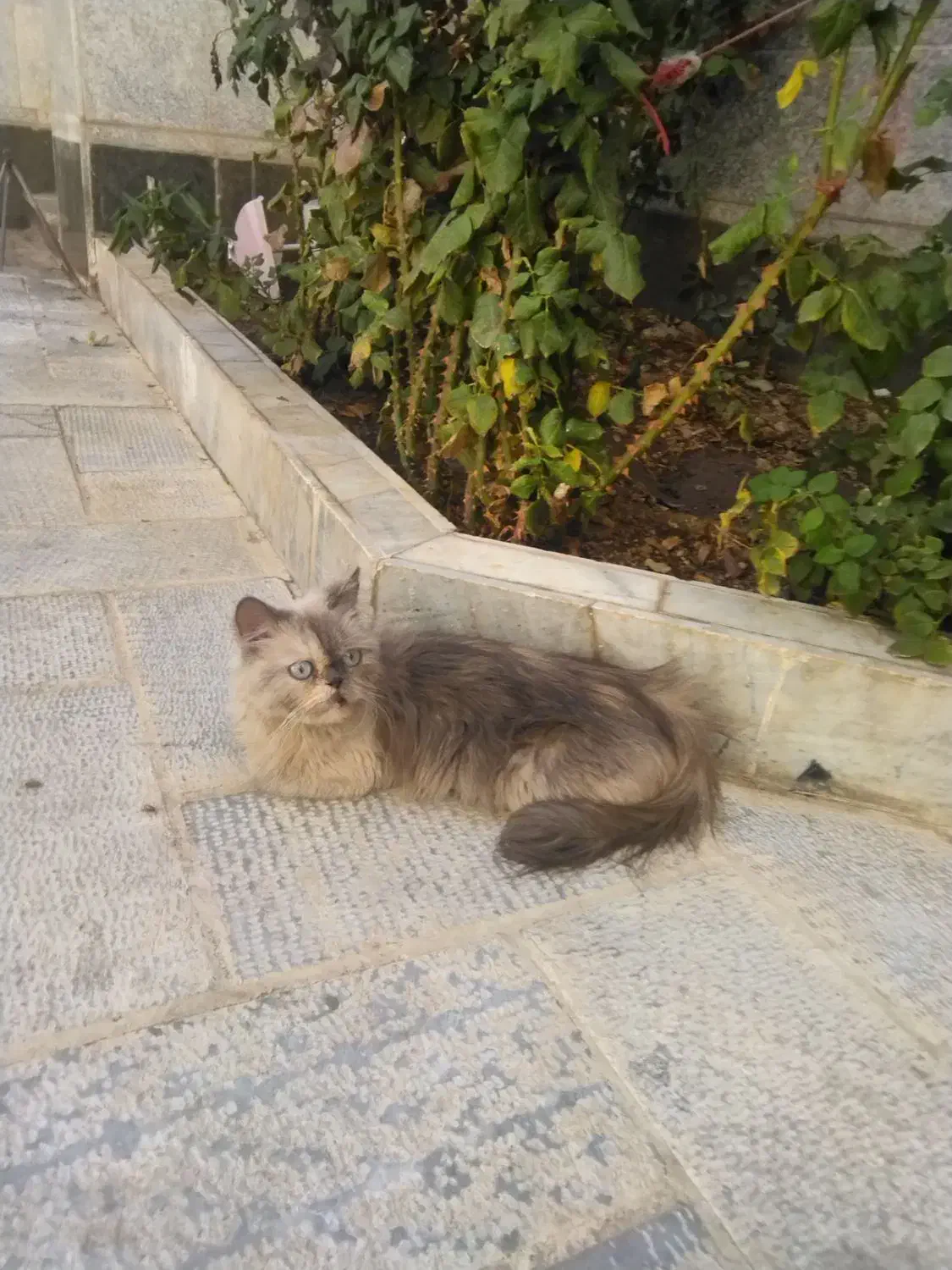 پشی خوشگل|گربه|زنجان, |دیوار