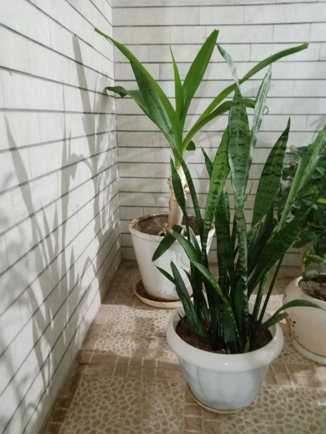 گل های زیبا و سرحال|گل و گیاه طبیعی|نهاوند, |دیوار