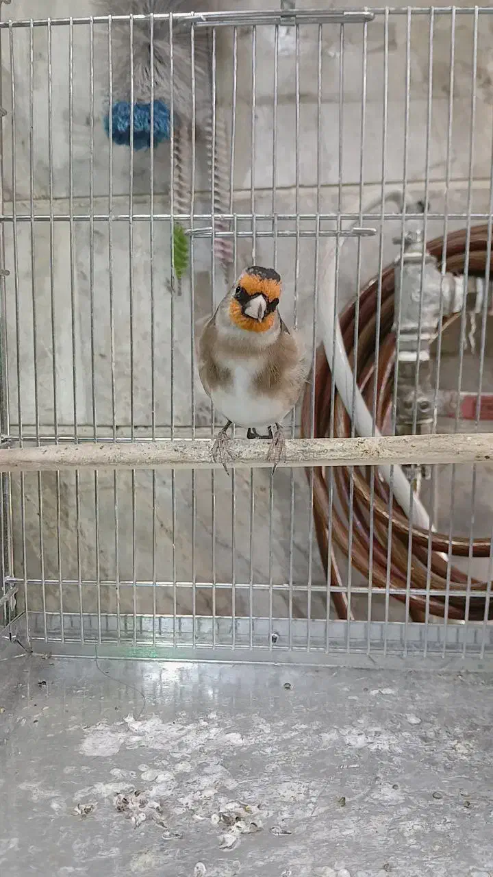 سهره شرور|پرنده|ری, سیزده آبان|دیوار