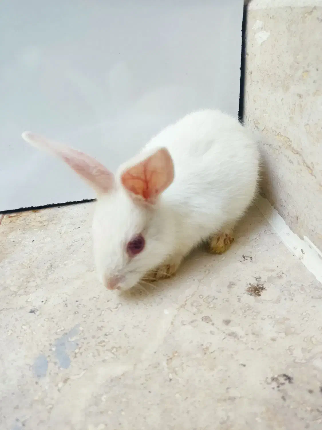 خرگوش|موش و خرگوش|کیش, |دیوار