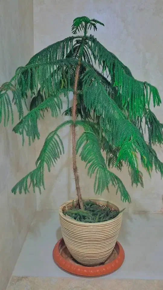 کاچ مطبق|گل و گیاه طبیعی|شیراز, گویم|دیوار