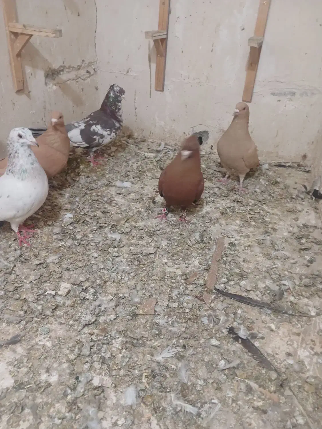 کفتر|پرنده|مشهد, چاهشک|دیوار