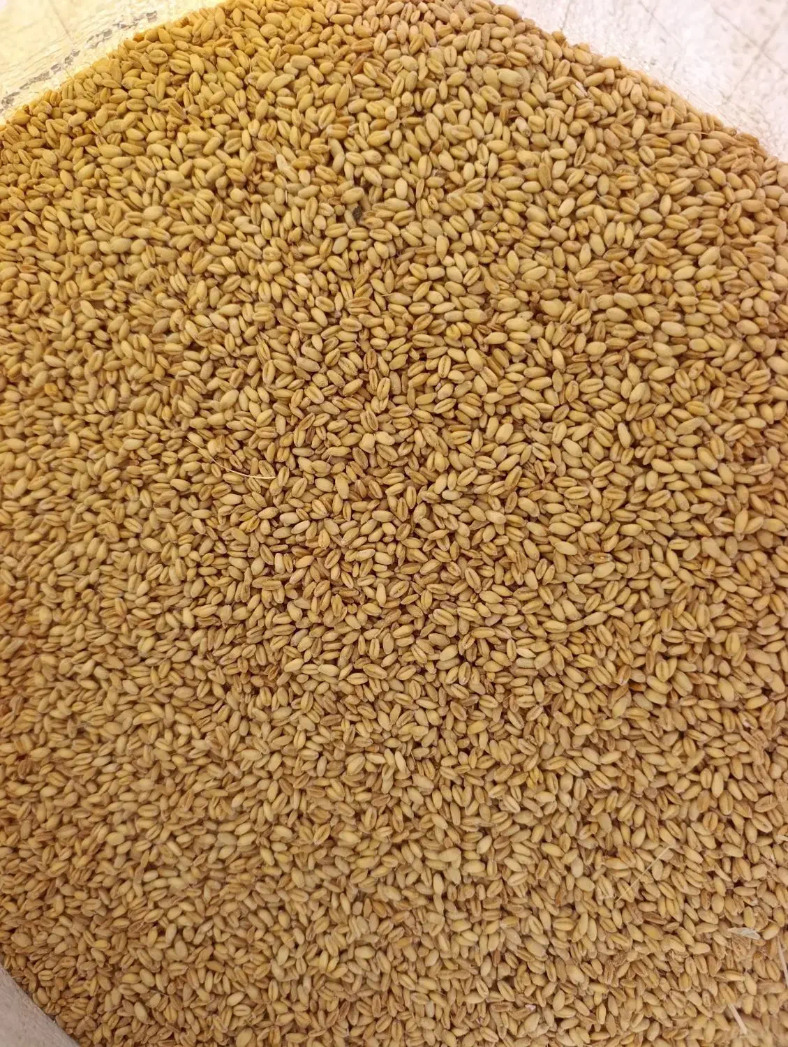 گندم تمیز درجه یک|خوردنی و آشامیدنی|میبد, |دیوار