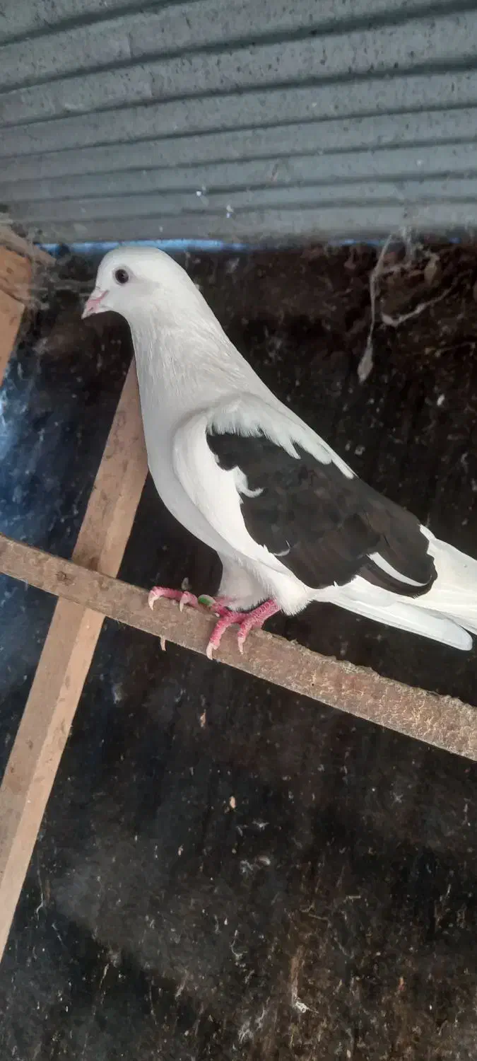 کبوتر پرشی|پرنده|رشت, یخسازی|دیوار