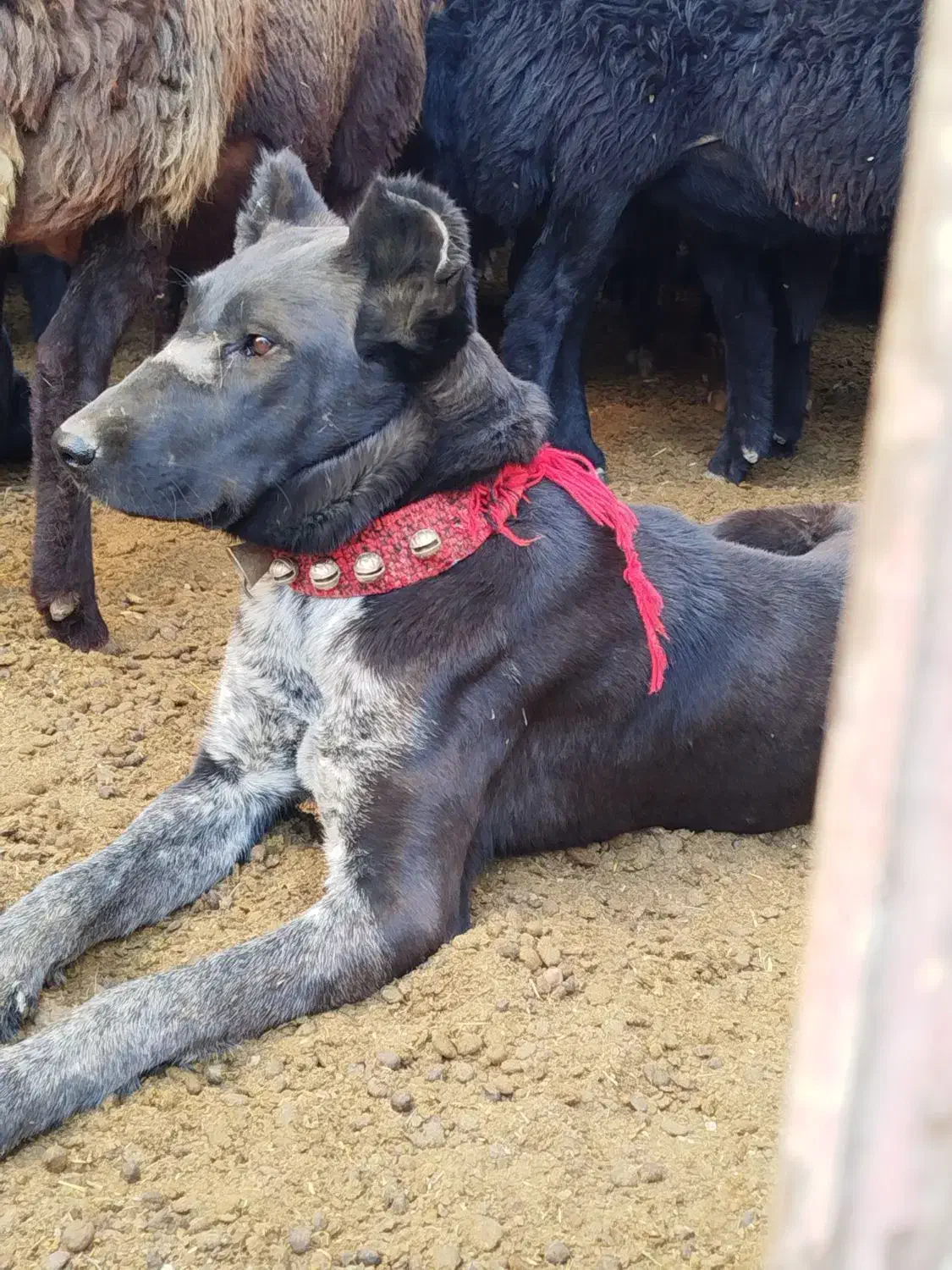 توله لاس|سگ|چادگان, |دیوار