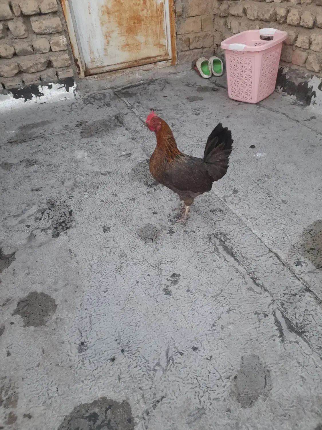 مرغ محلی|حیوانات مزرعه|قم, شهر قائم|دیوار